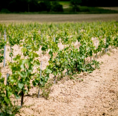 La notion de terroir à Gaillac 