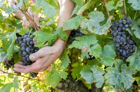 Les cépages de Gaillac 