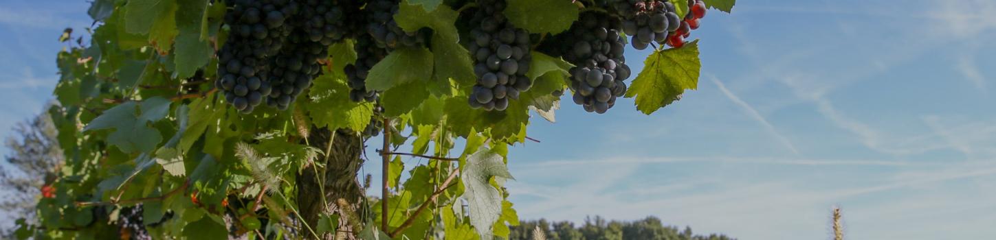 header_notre_vignoble