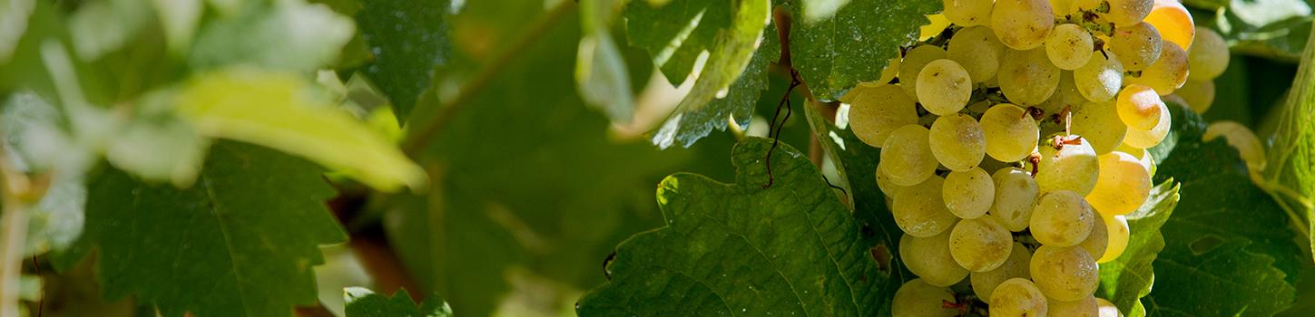 Grands vins de Gaillac blanc
