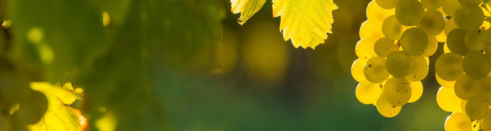 Pauses vigneronnes slider