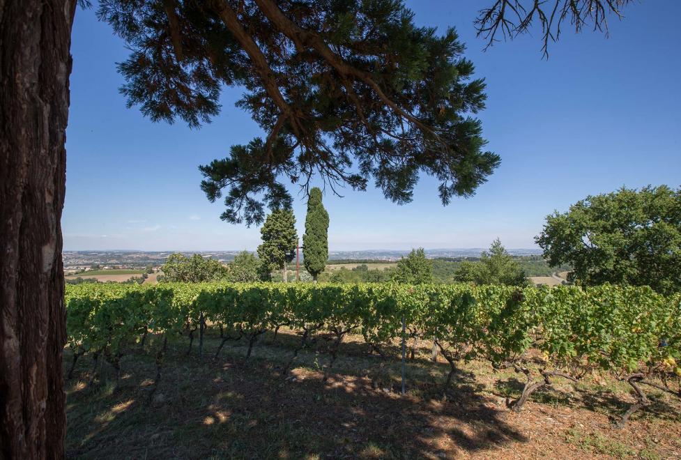 arbre_centenaire_carlus